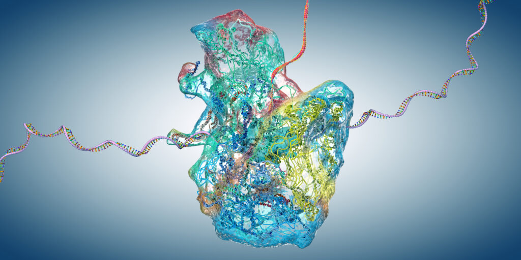 Ribosome as part of an biological cell constructing mRNA molecule