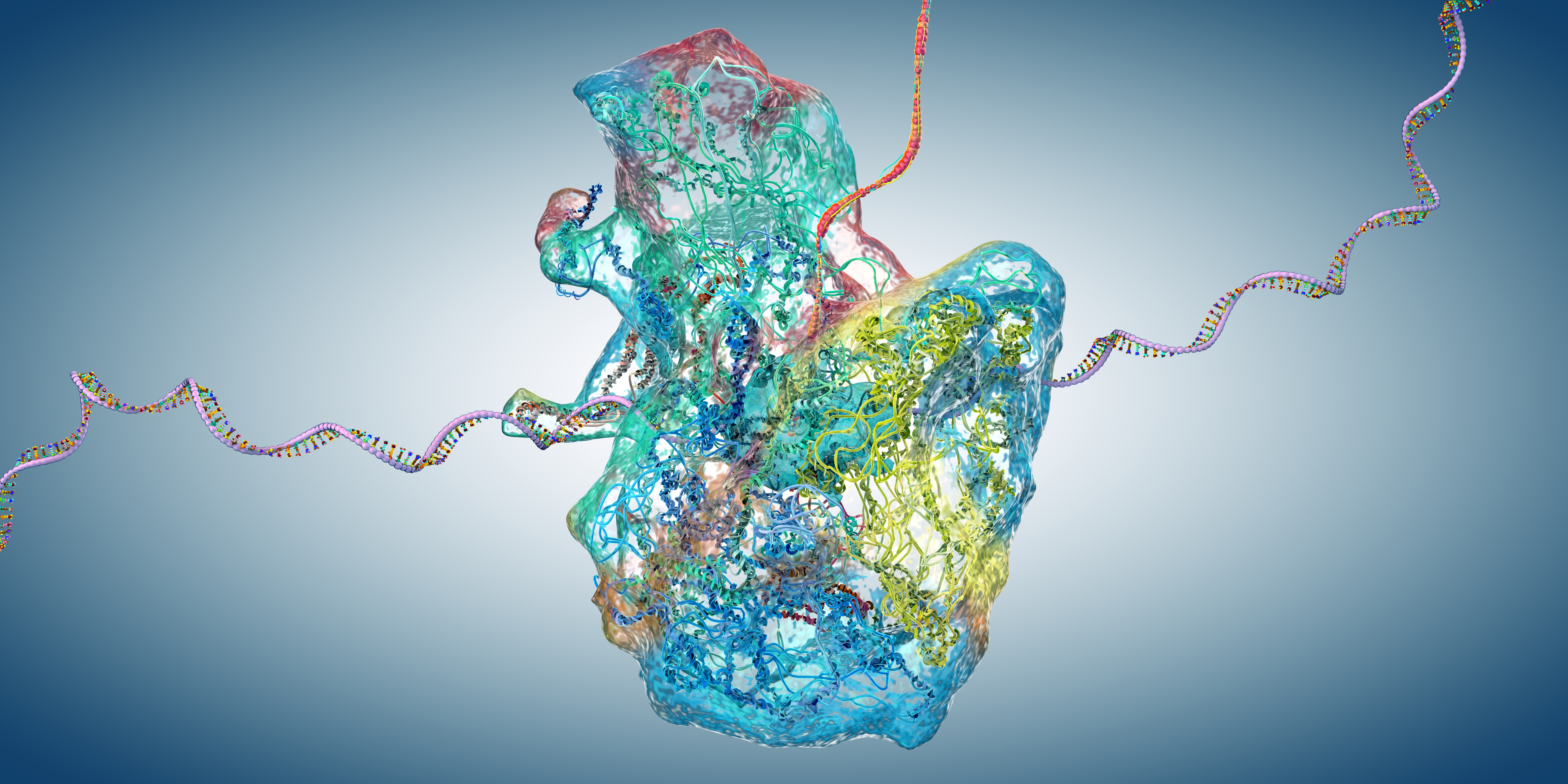 Ribosome as part of an biological cell constructing mRNA molecule