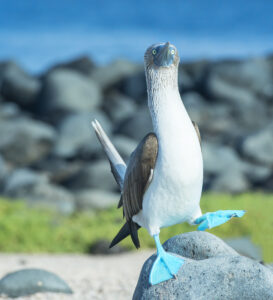 Blue-footed booby in the Galapagos