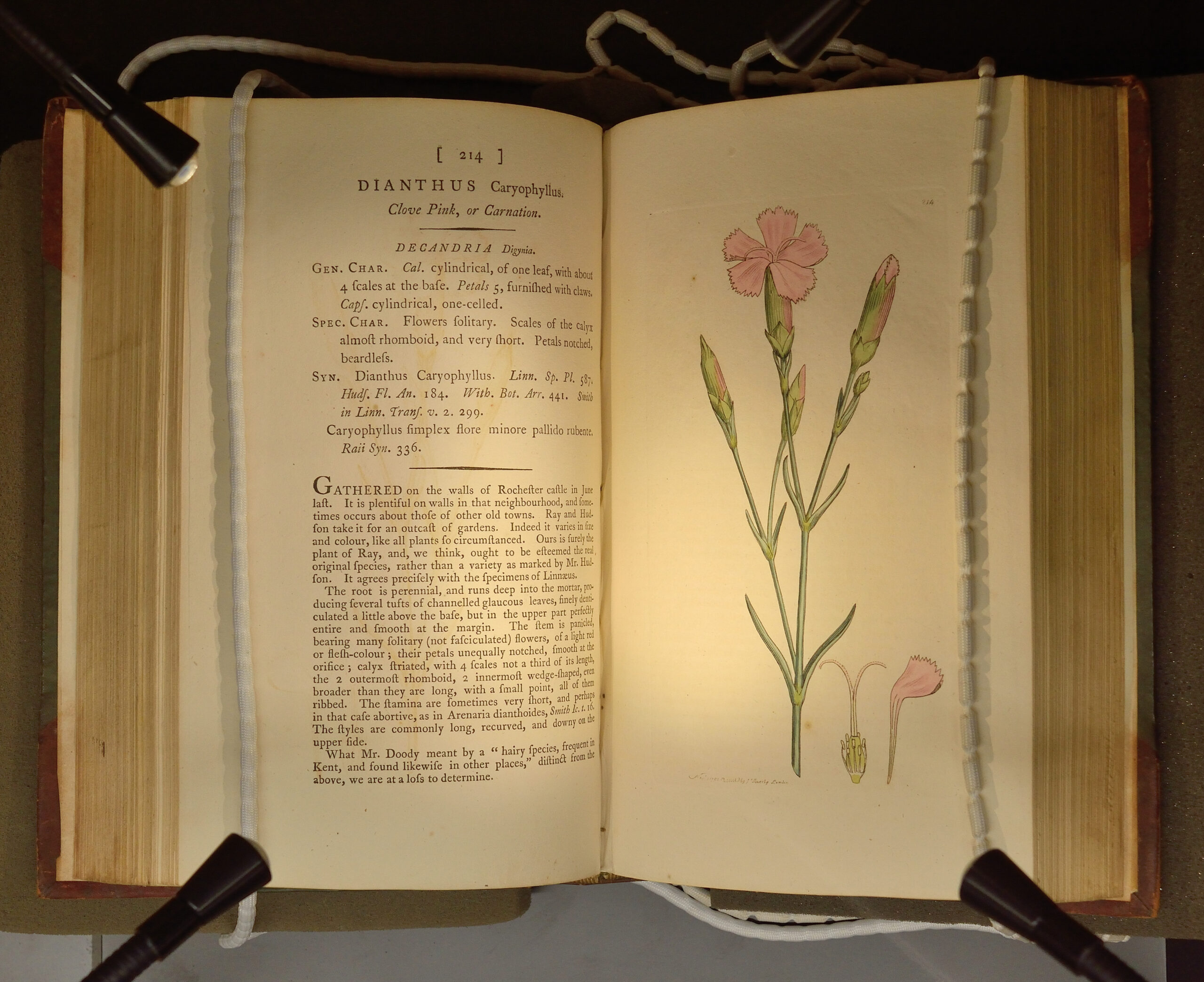manuscript or botanical illustrations