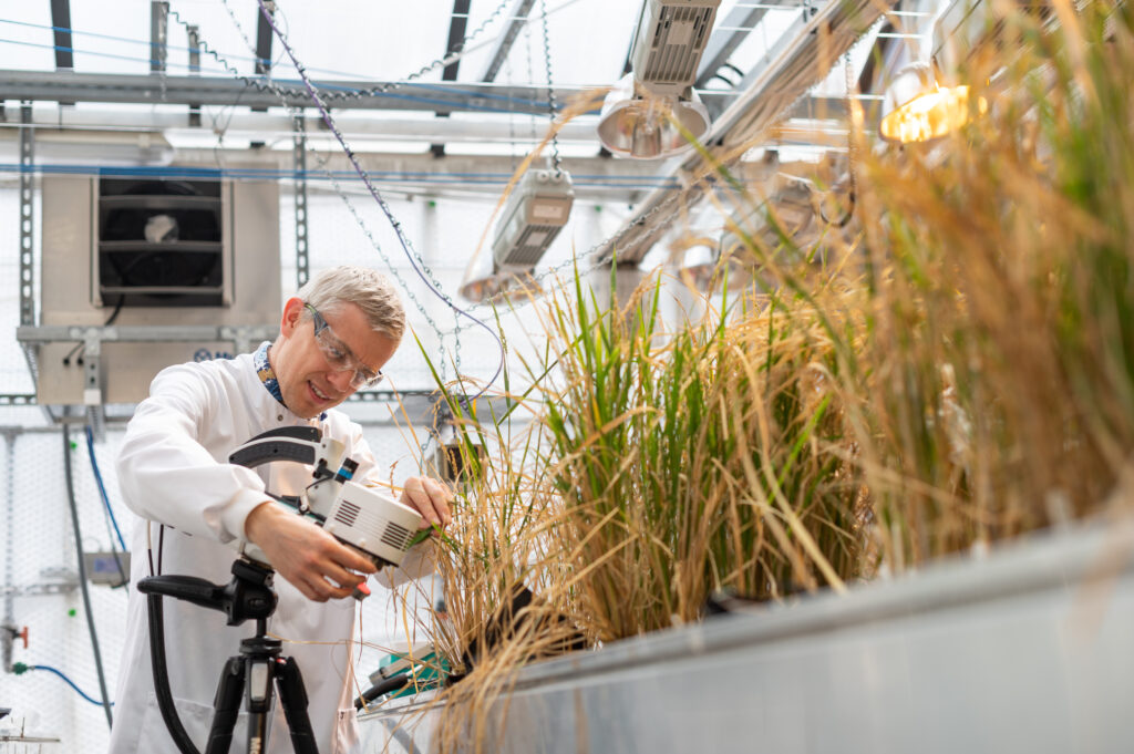 Prof Steve Kelly measuring rice plants