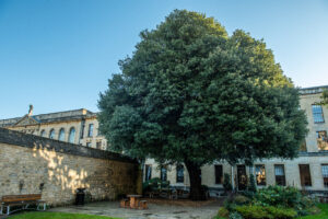 the holm oak in the Drawda Garden