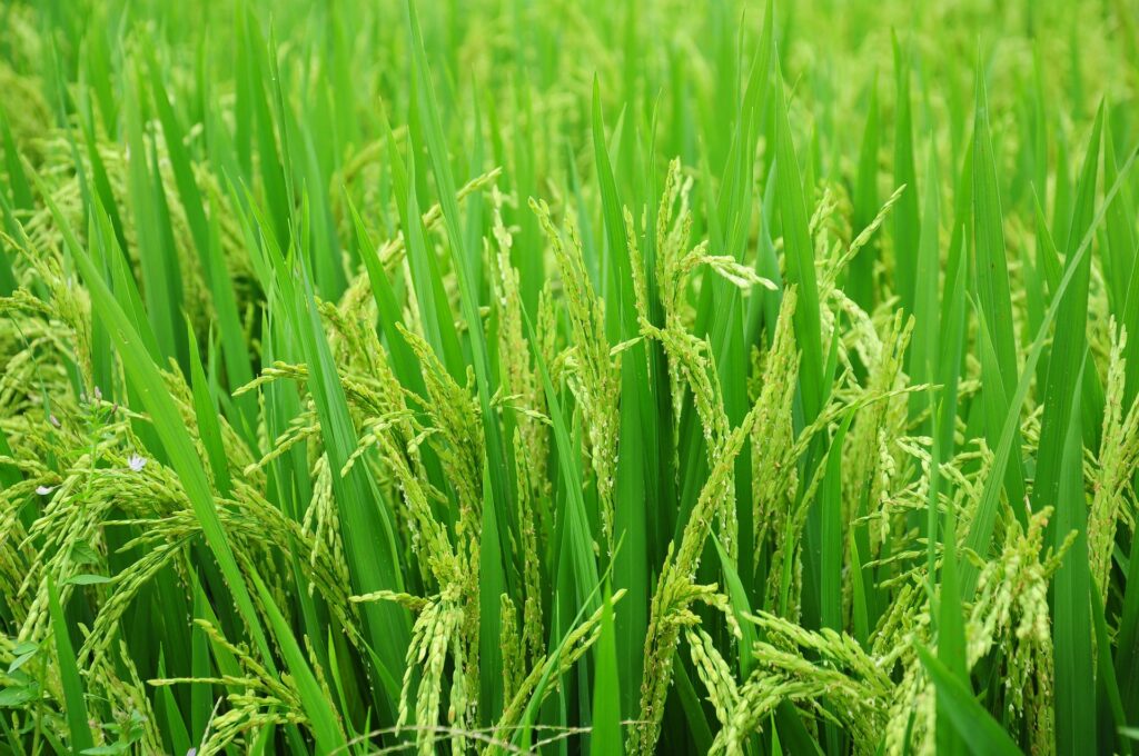 Green rice plants