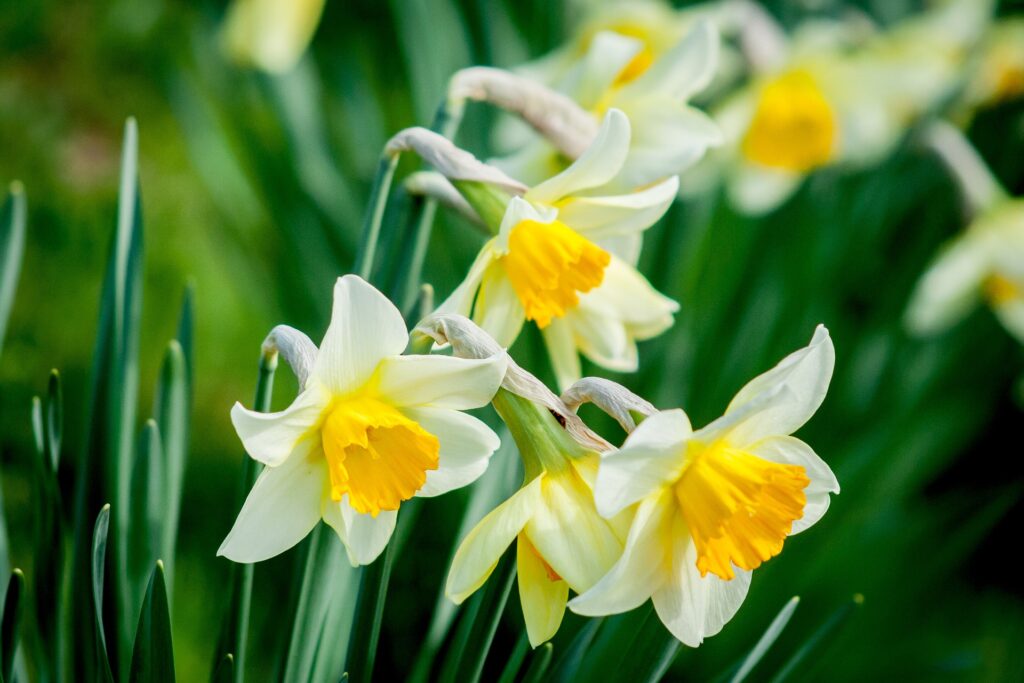 daffodils