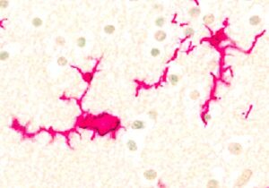 Ramified microglial cells late in gestation (magenta colour). Green dots represent nuclei.