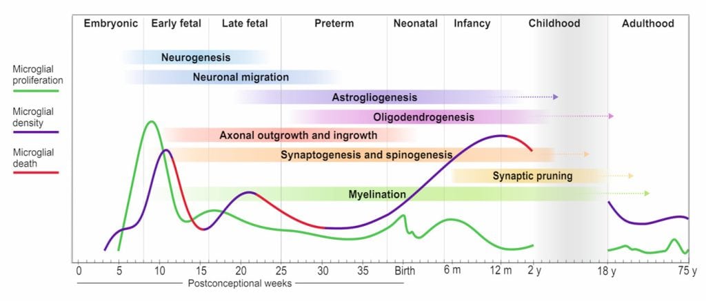 Microglial waves superimposed onto key developmental milestones in humans across the lifespan.