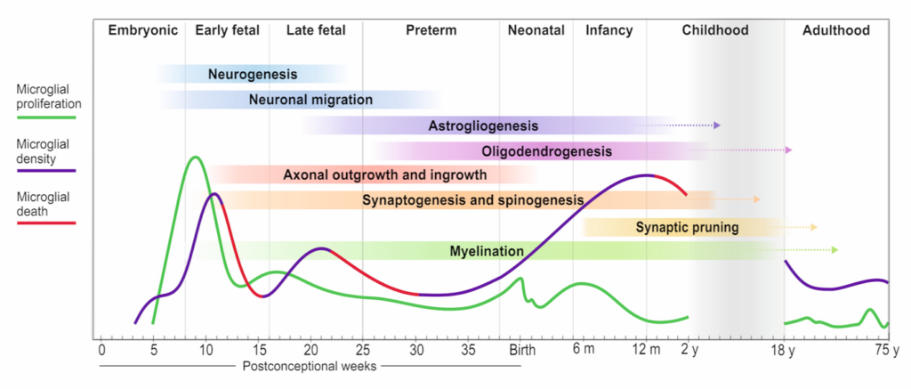 Microglial waves superimposed onto key developmental milestones in humans across the lifespan