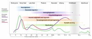 Microglial waves superimposed onto key developmental milestones in humans across the lifespan