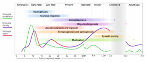 Microglial waves superimposed onto key developmental milestones in humans across the lifespan