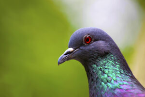 Pigeon on green background