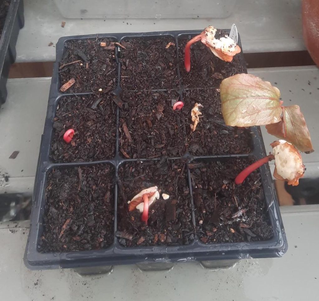 the Ricinus in various stages of germination