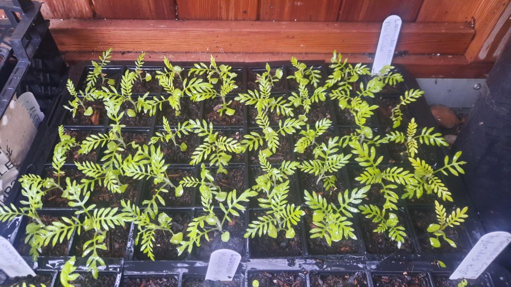 The Lavender Multifida after it has been pricked out