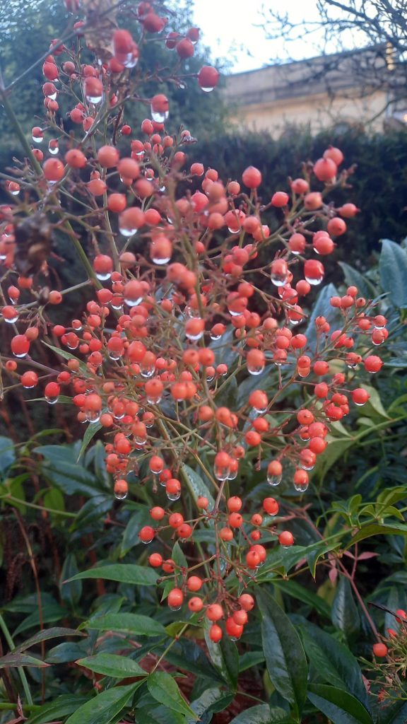 Nandina domestica berries