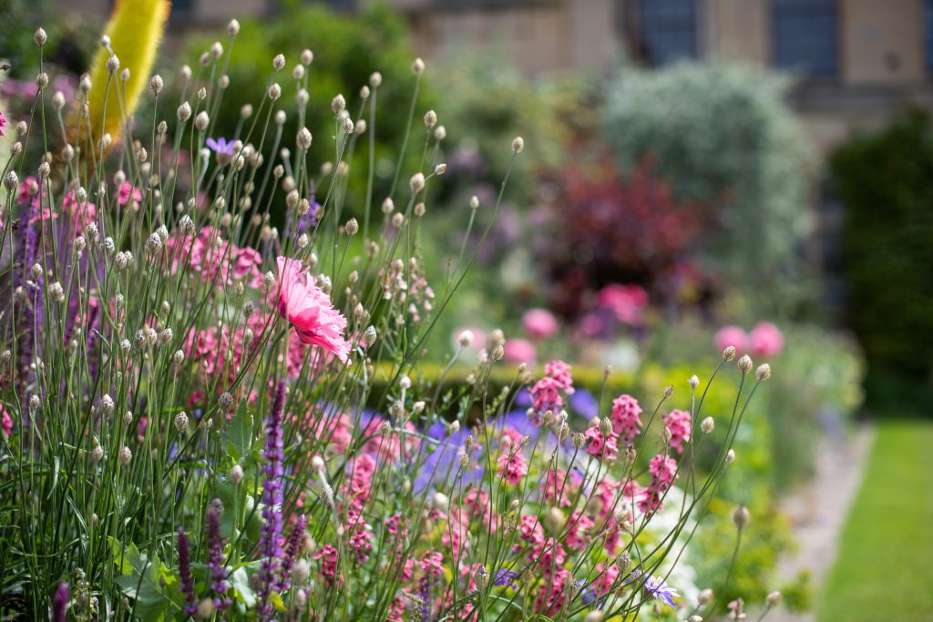 wildflowers in the College gardens