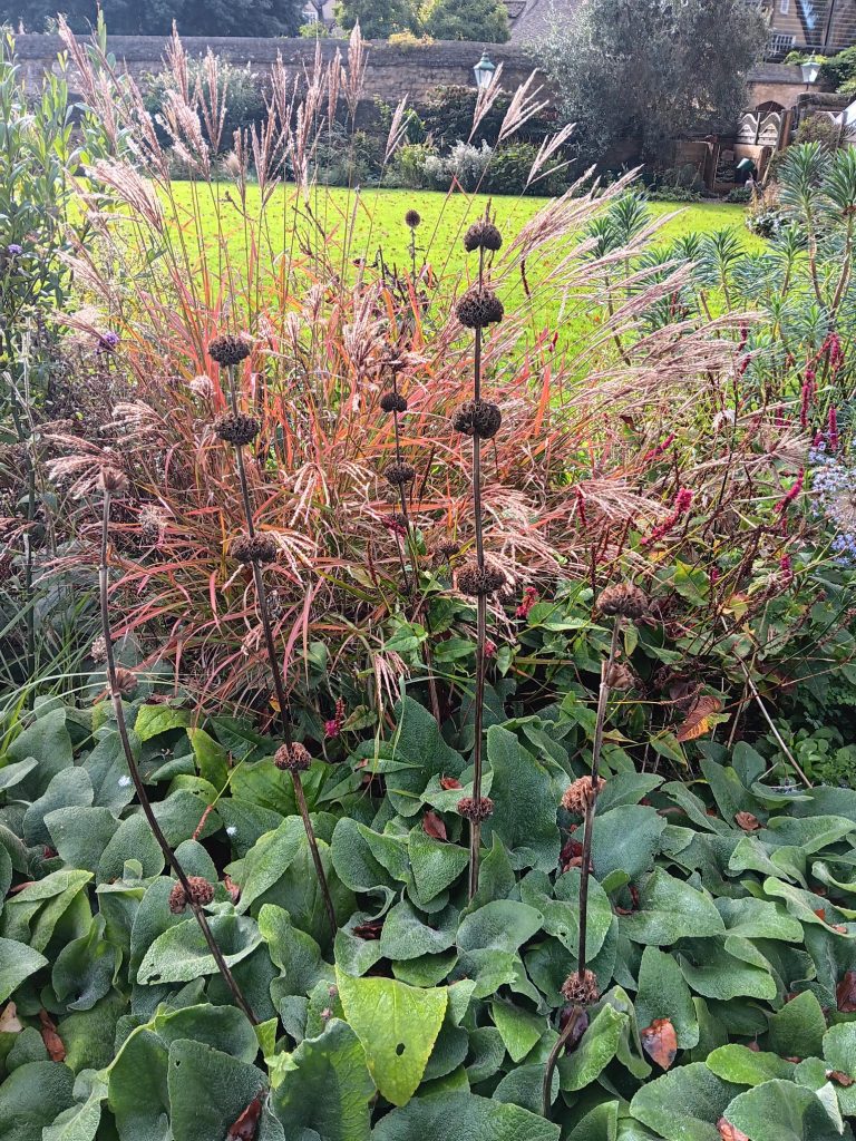 Dead stems of Echinops can look unsightly, but if cut down completely, early on, will often produce fresh new growth