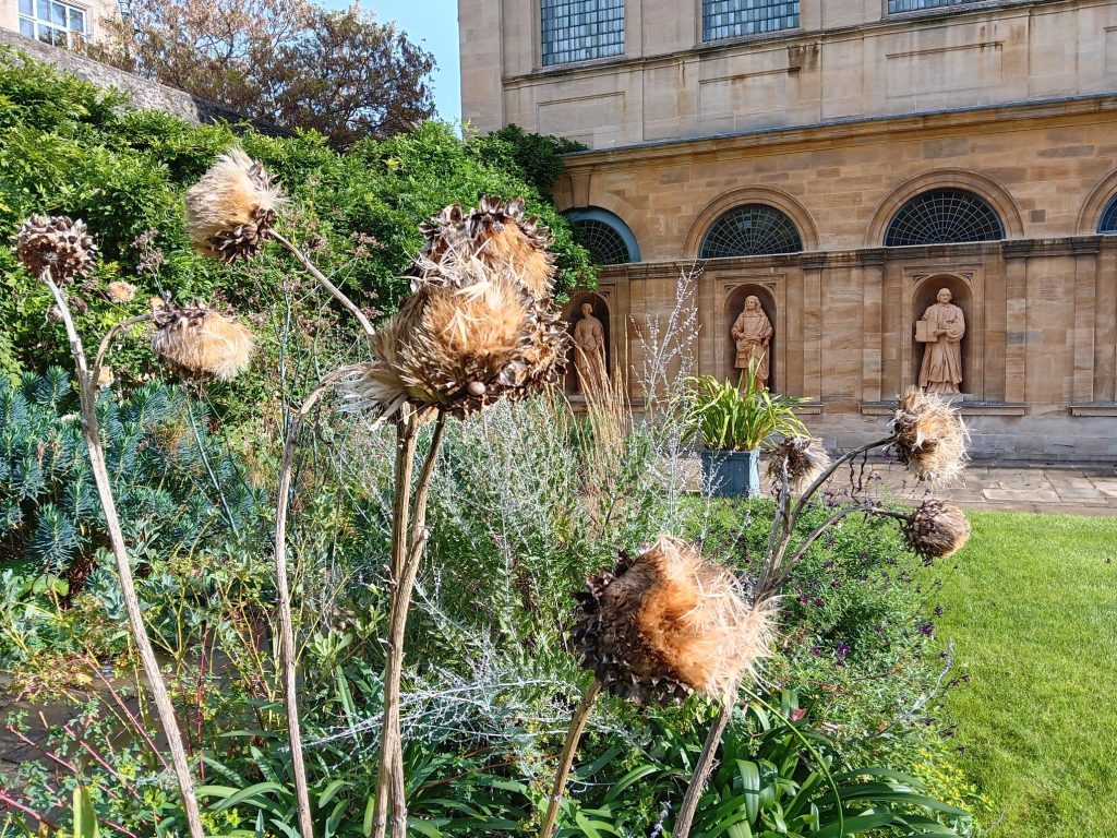 allium seedheads in the Provost's Garden