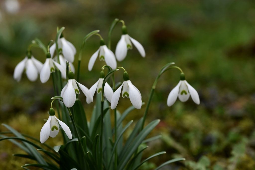 snowdrops