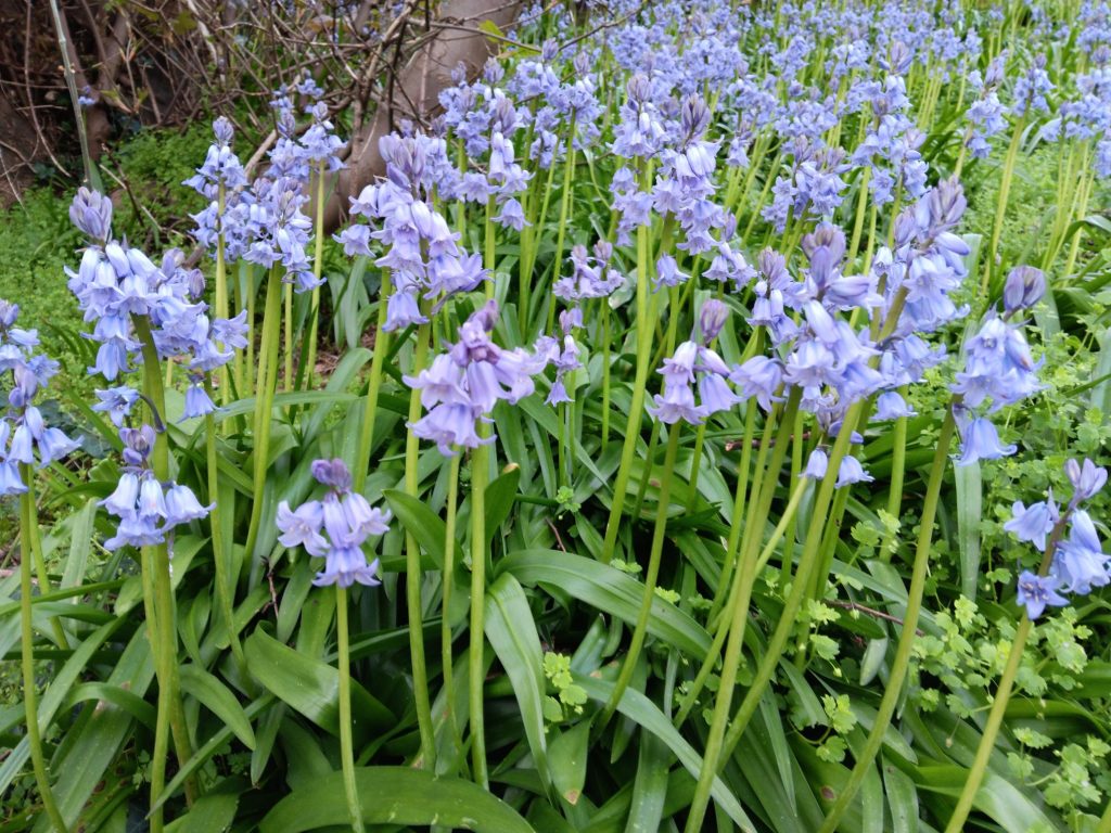 Spanish bluebells