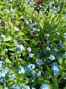 Omphalodes cappadocia