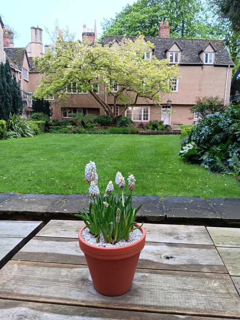 Pot with Grape Hyacinths