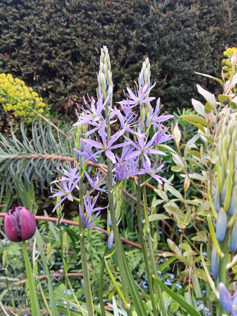 Camassia