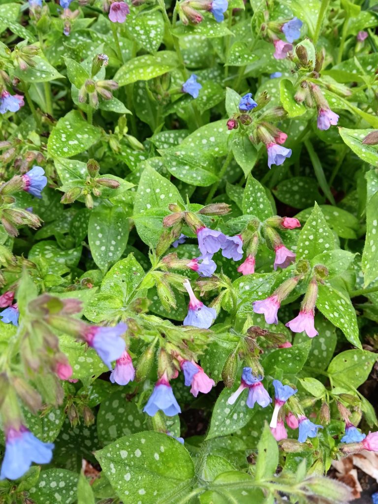 Pulmonaria officinalis