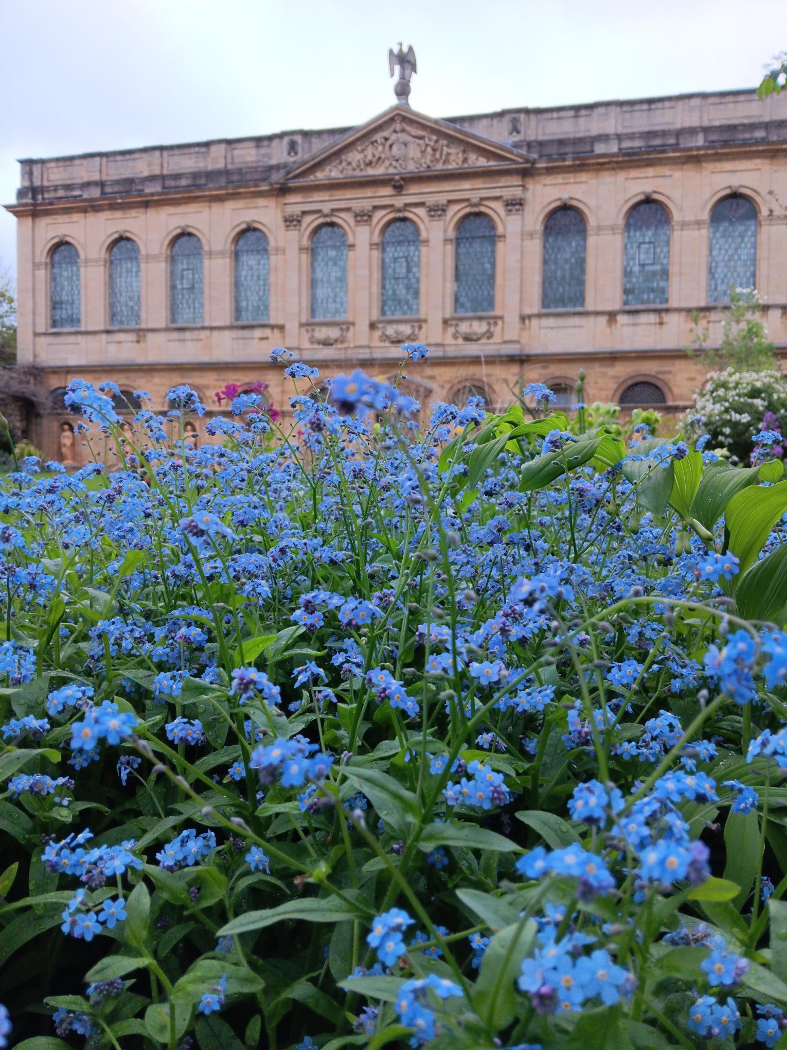 Forget-me-nots at Queen's