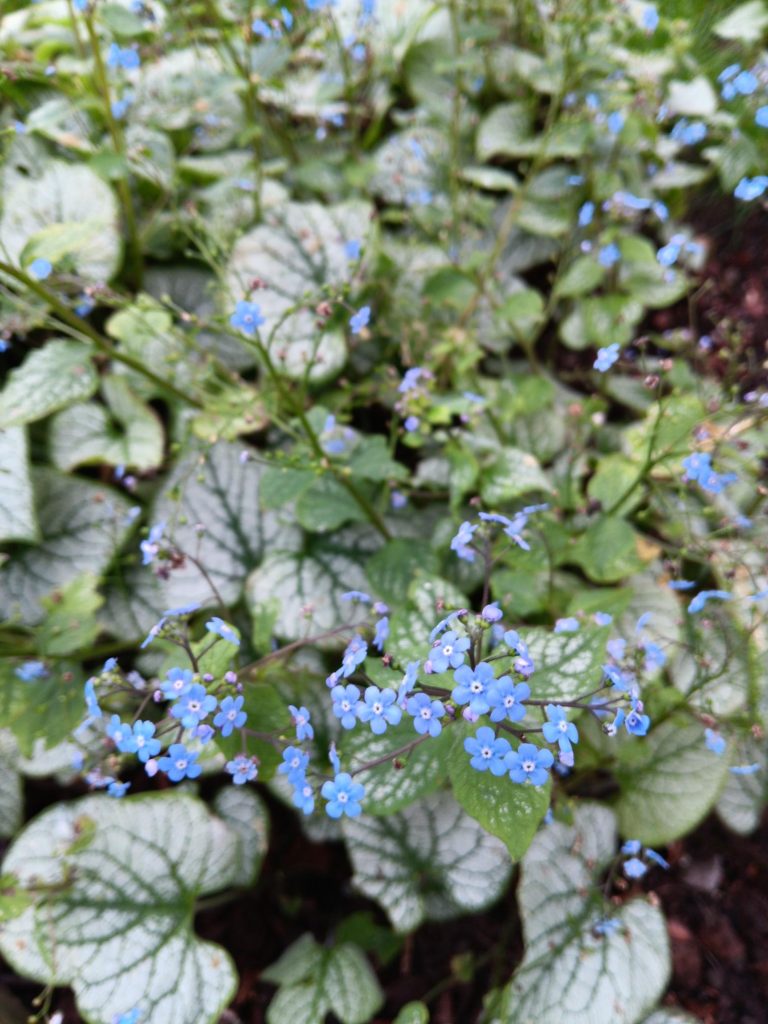 Brunnera