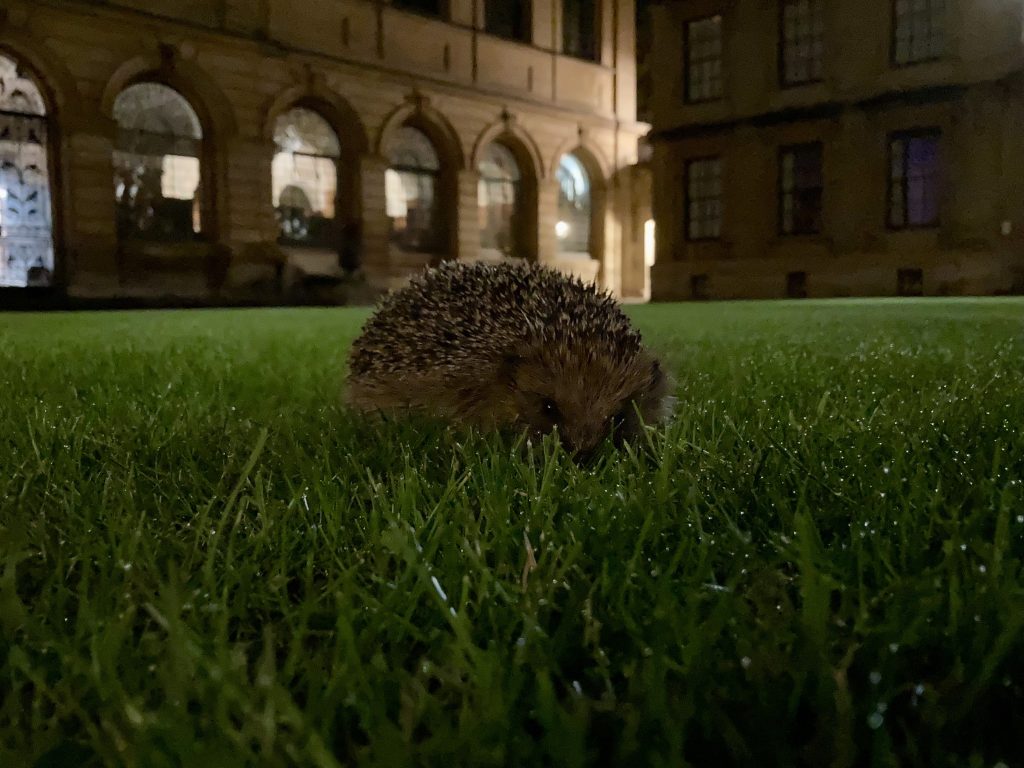 hedgehog on the quad by Maxim Fielder