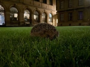 hedgehog on the quad by Maxim Fielder