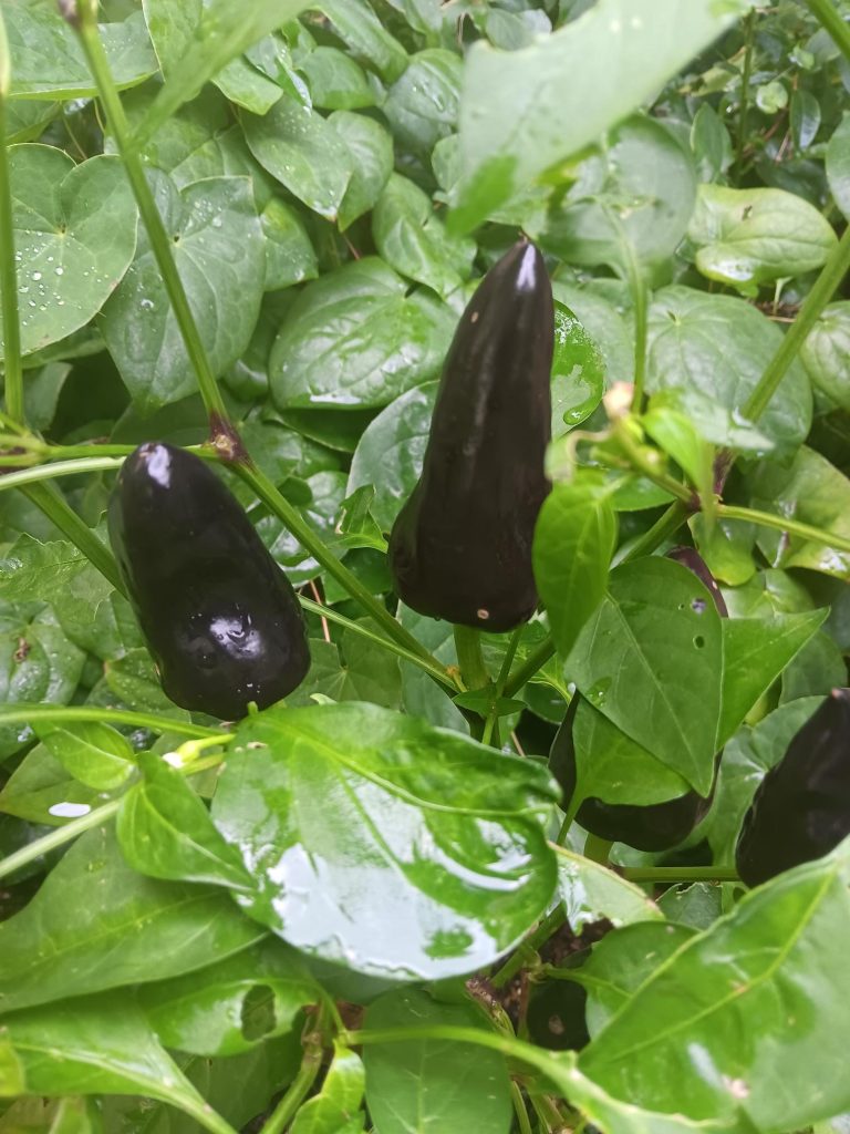 Black chilli peppers in a pot in the Provost's Garden