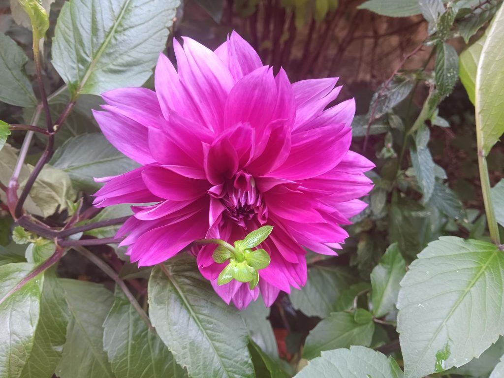 Dahlia growing in a pot in the Provost's garden.