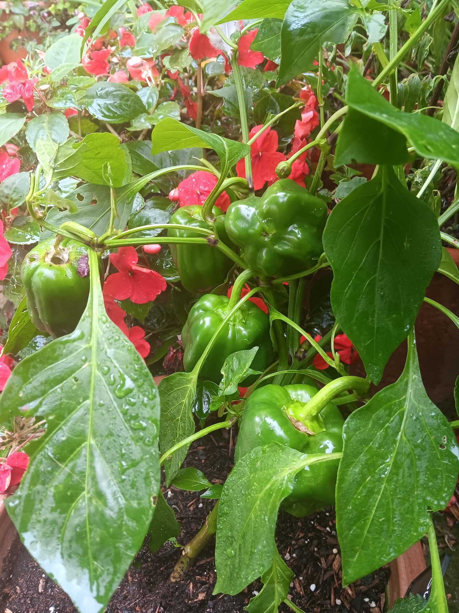 Edible flowers (Impatiens) & Sweet Peppers in pots in the Provost's Garden