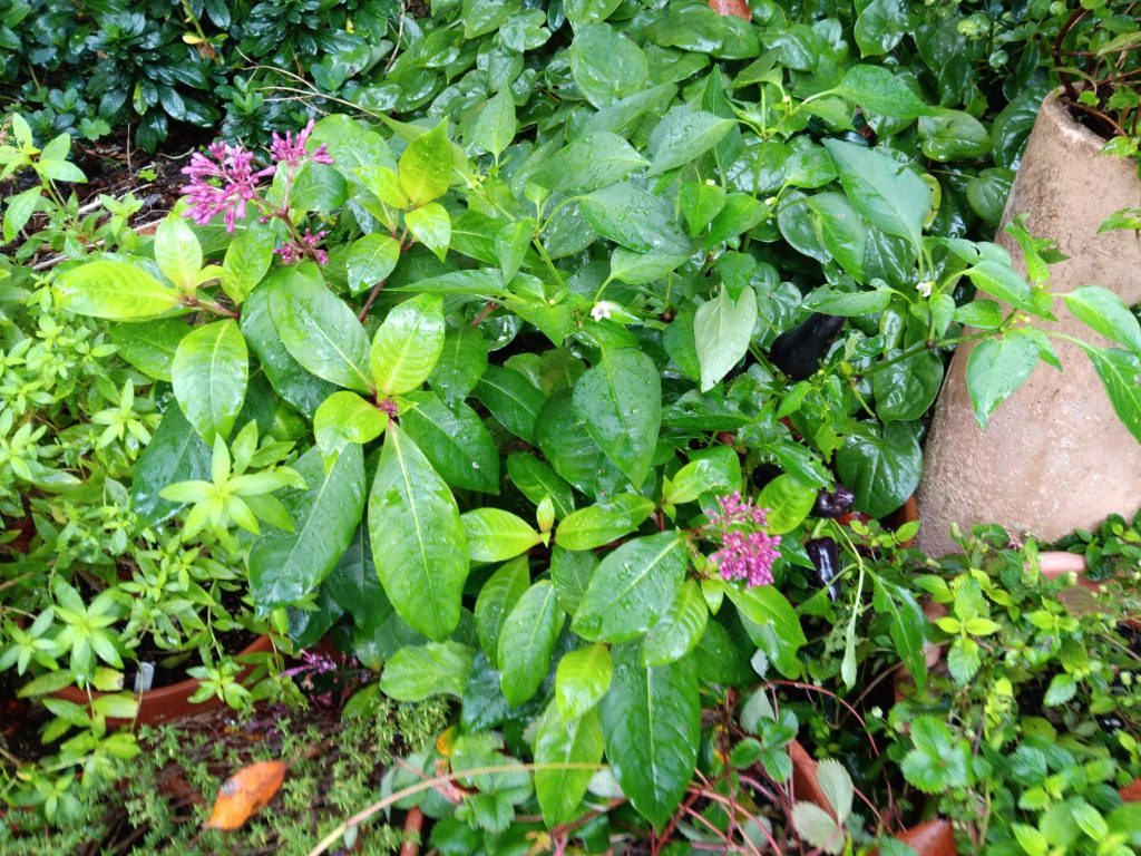 Fuchsia arborescens, a tall, tender, species that produces blue edible berries, in a pot in the Provost's Garden.