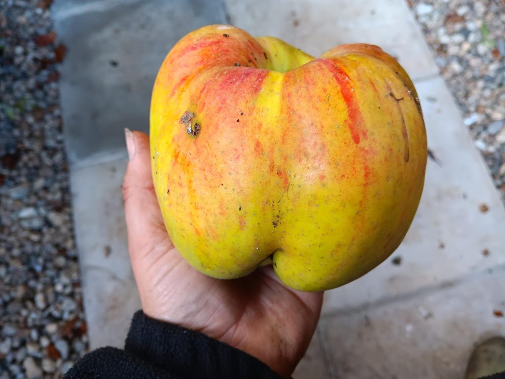 One of many supersized apples picked from a tree growing against a wall in the Fellows' Garden in 2024