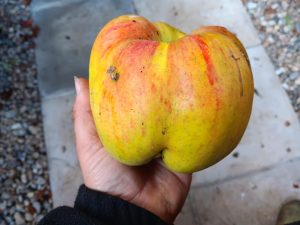 One of many supersized apples picked from a tree growing against a wall in the Fellows' Garden in 2024