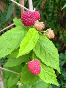 Yellow-Leaved Raspberry 'Groovy ' in pots in the Provost's Garden