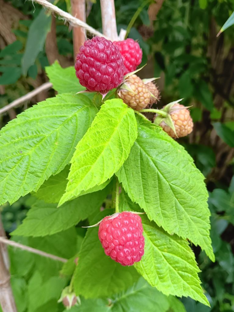 Yellow-Leaved Raspberry 'Groovy ' in pots in the Provost's Garden