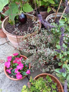 Medley of edibles in pots in the Provost's Garden