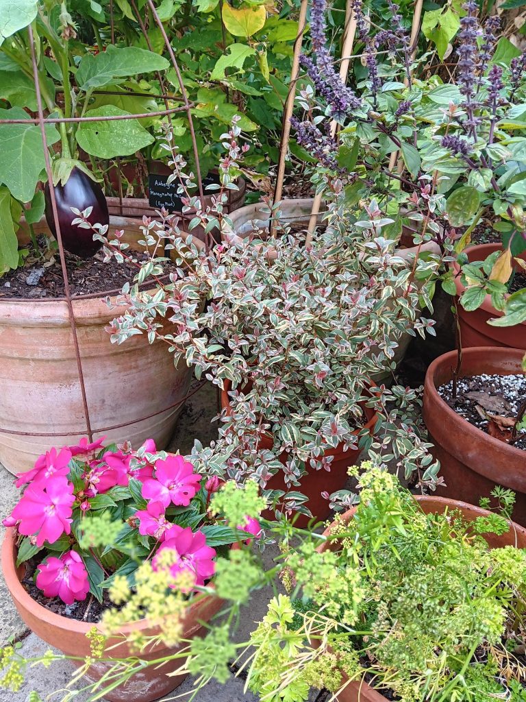 Medley of edibles in pots in the Provost's Garden