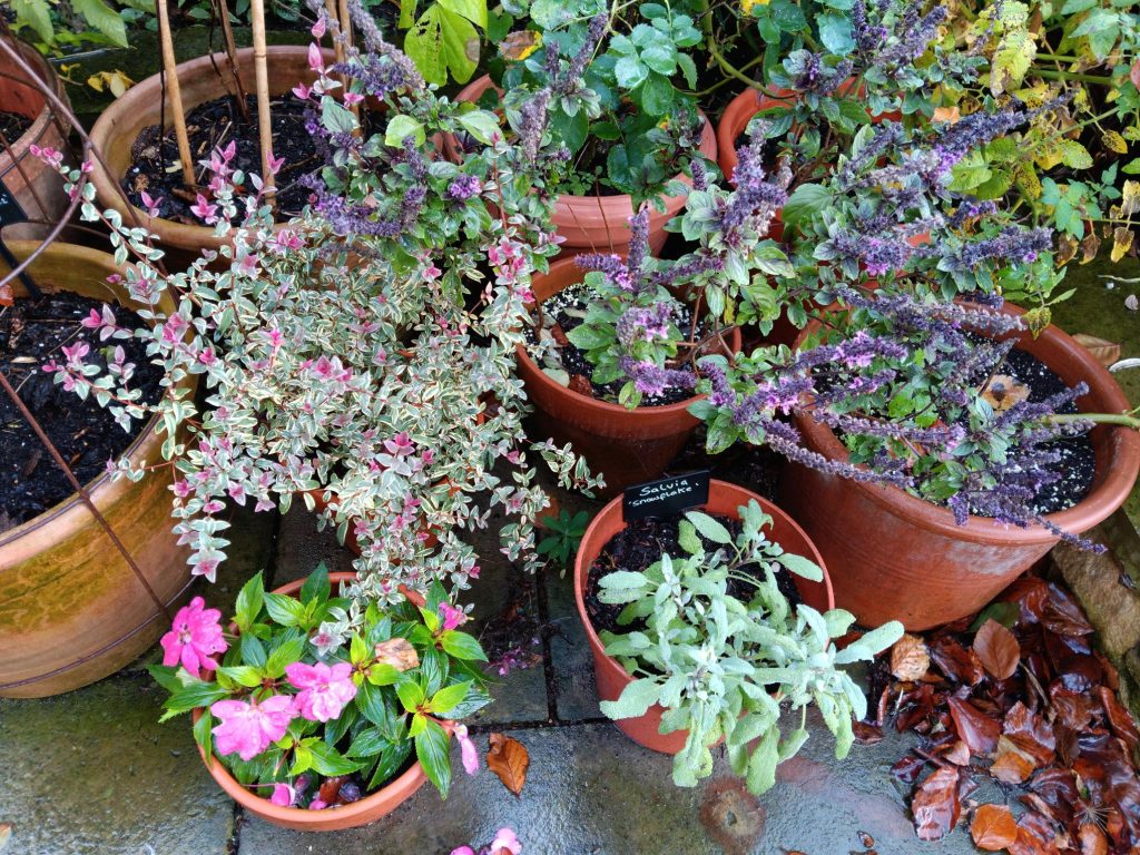 Medley of edibles in pots in the Provost's Garden