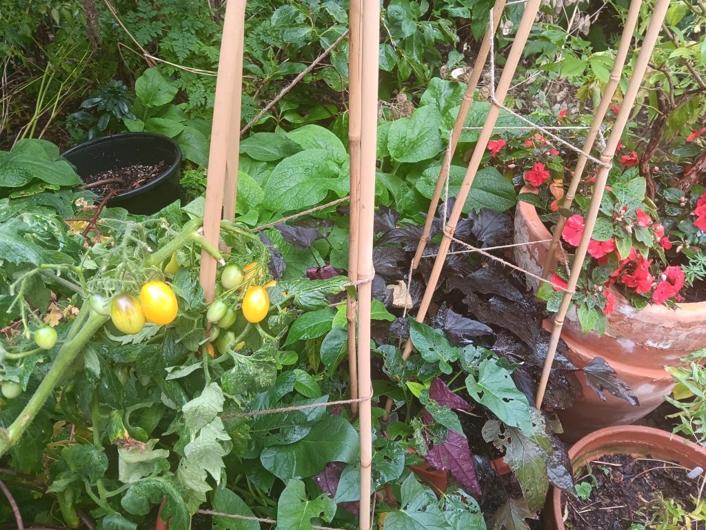 Veg medley in pots in the Provost's Garden