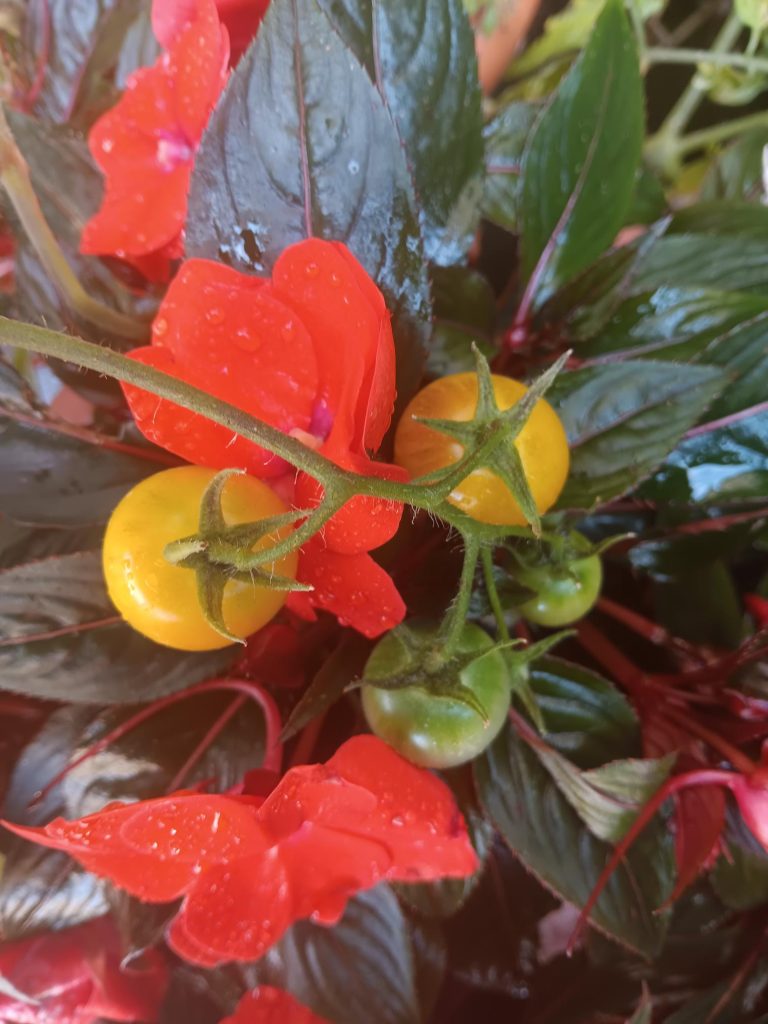 Yellow tomato fruit and red edible flower (Impatiens), in pots in the Provost's Garden