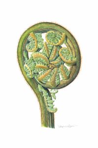 Stephanie Berni (b. 1949) Australian Tree Fern (Balantium antarcticum),2004 Watercolour and pencil on paper, 29 x 20 cm © Stephanie Berni, courtesy of the Shirley Sherwood Collection