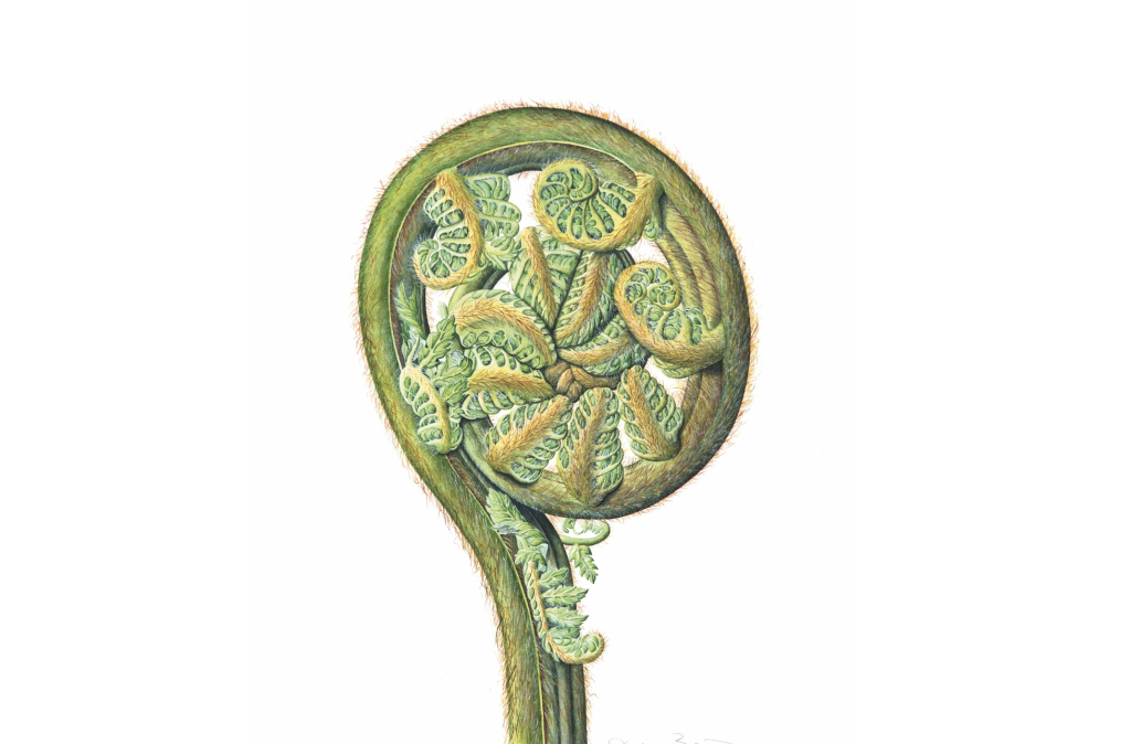 Stephanie Berni (b. 1949) Australian Tree Fern (Balantium antarcticum),2004 Watercolour and pencil on paper, 29 x 20 cm © Stephanie Berni, courtesy of the Shirley Sherwood Collection