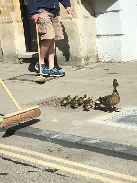 A mother duck and her ducklings being gently shepherded along the High Street with large brooms