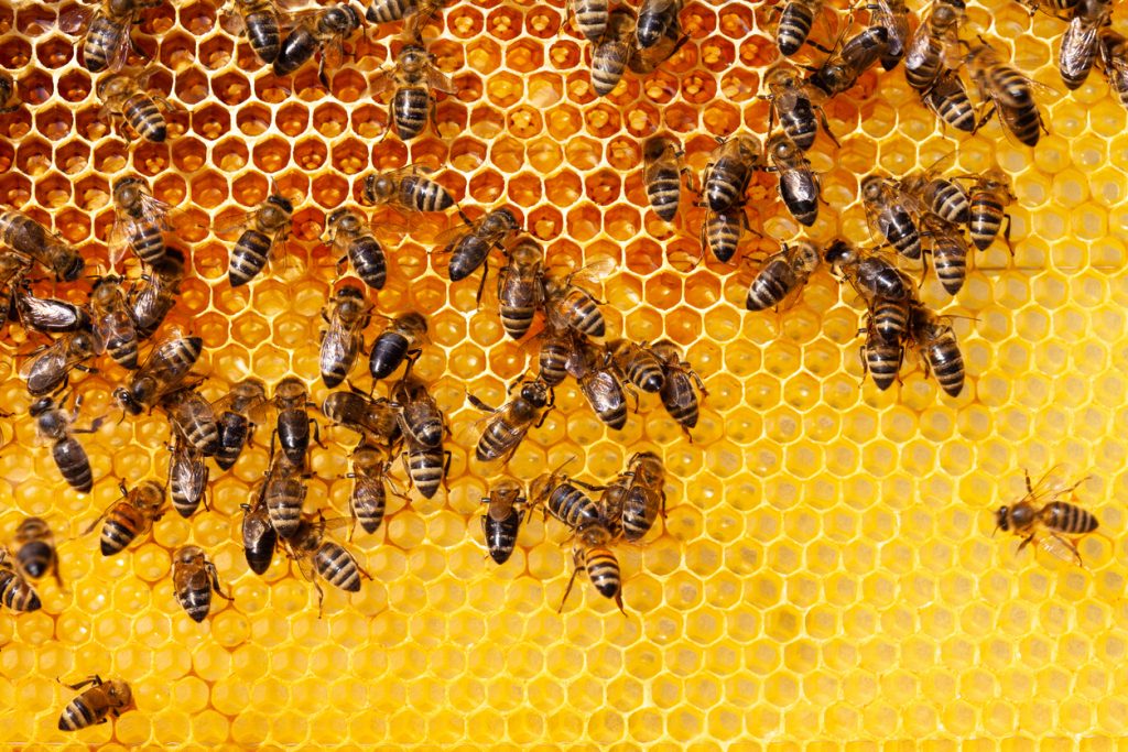 Close-up of bees on honeycomb in apiary