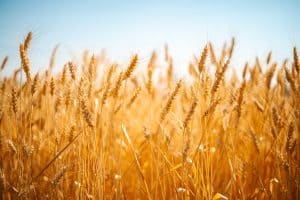 a field of golden wheat ears on a sunny day