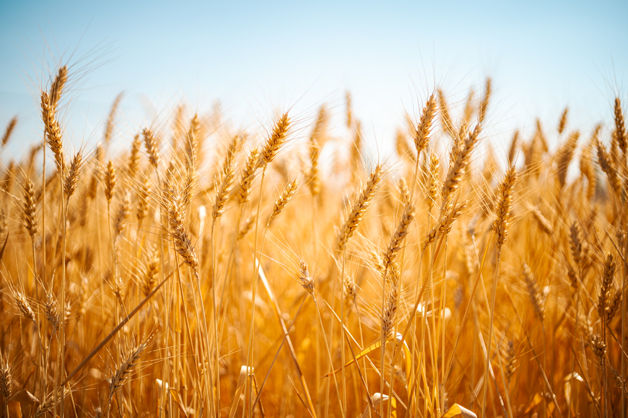 a field of golden wheat ears on a sunny day