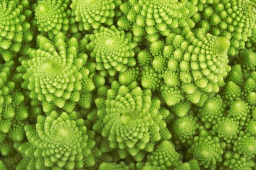 Extreme close-up of broccoli showing fractal structure